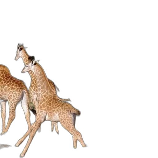 animal, concept art, 3d render, photorealistic transparent PNG cut-out