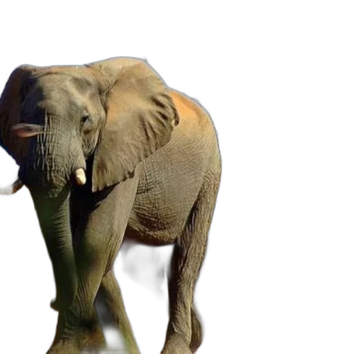 animal, creature, photorealistic, 3d render transparent PNG cut-out