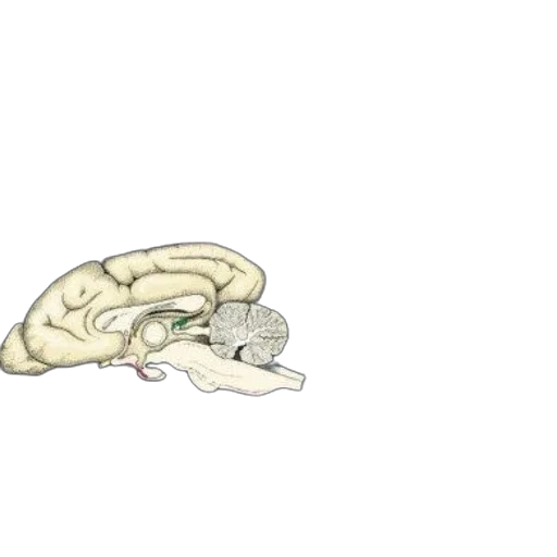 creature, dragon, animal, hat transparent PNG cut-out