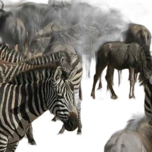 animal, creature, concept art, photorealistic transparent PNG cut-out