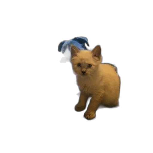 animal, creature, staff, hair transparent PNG cut-out