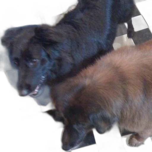 animal, creature, staff, 3d render transparent PNG cut-out