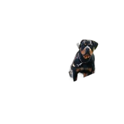 animal, creature, staff, dragon transparent PNG cut-out