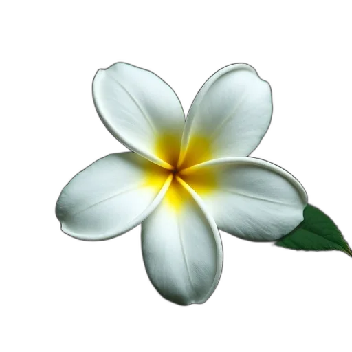 flower, jewelry, staff, crown transparent PNG cut-out