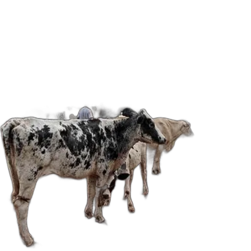 animal, jewelry, food, creature transparent PNG cut-out