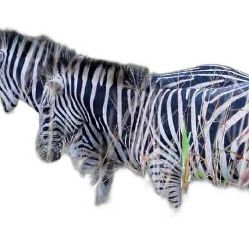 animal, creature, jewelry, staff transparent PNG cut-out