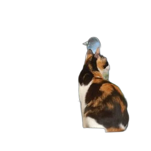 animal, hat, food, creature transparent PNG cut-out