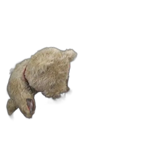 hat, animal, hair, creature transparent PNG cut-out