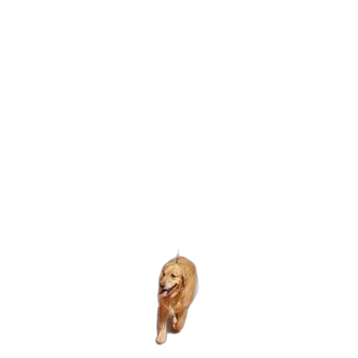animal, hair, creature, shoes transparent PNG cut-out