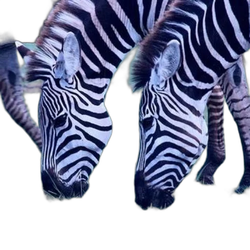 animal, creature, shoes, hat transparent PNG cut-out