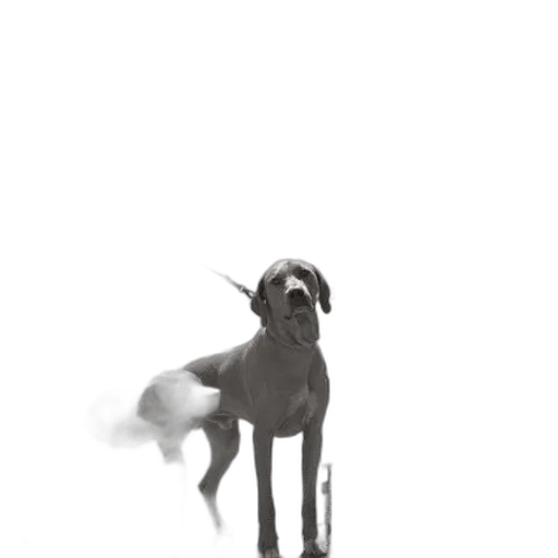 animal, creature, staff, robot transparent PNG cut-out