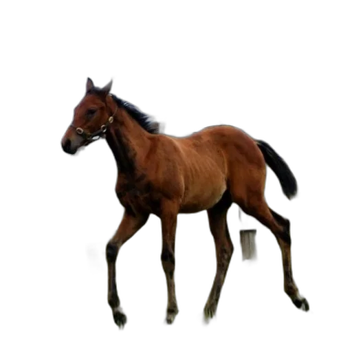 animal, creature, staff, hair transparent PNG cut-out