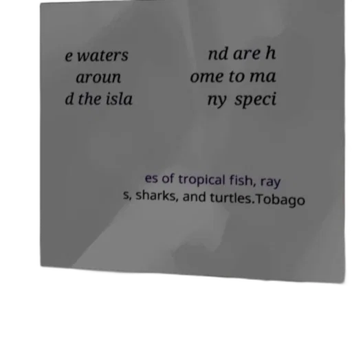 food, creature, umbrella, hat transparent PNG cut-out