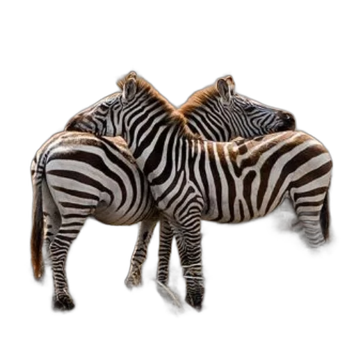 animal, jewelry, furniture, creature transparent PNG cut-out