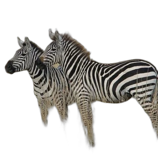 animal, jewelry, creature, furniture transparent PNG cut-out