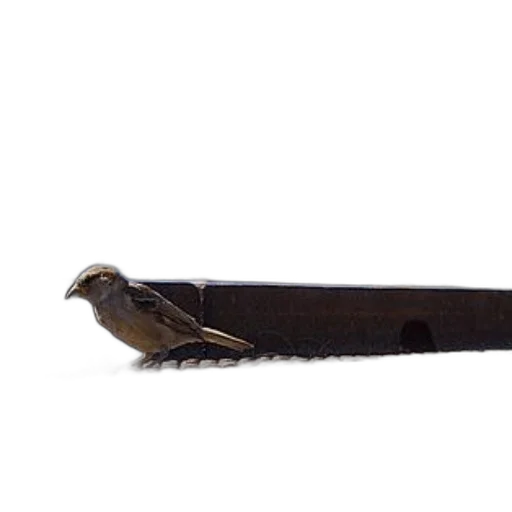 staff, sword, weapon, animal transparent PNG cut-out