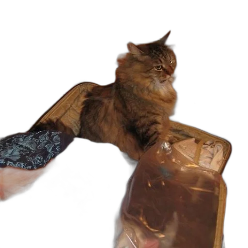 bottle, animal, creature, food transparent PNG cut-out