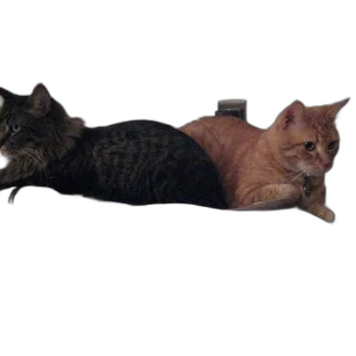 animal, staff, furniture, creature transparent PNG cut-out