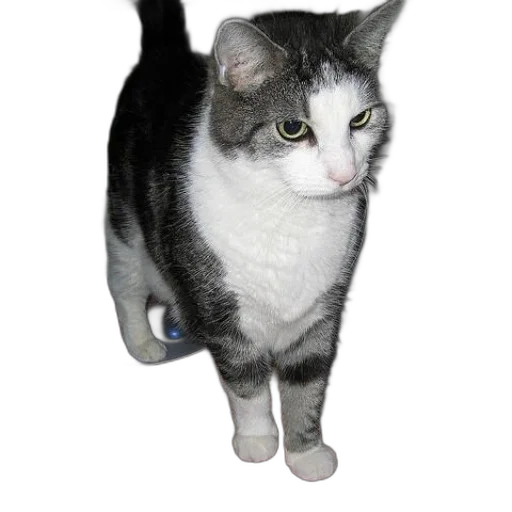 staff, animal, creature, robot transparent PNG cut-out