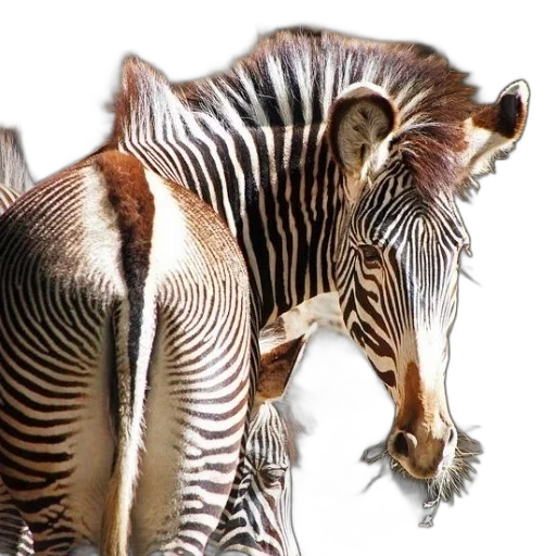 animal, creature, photorealistic, 3d render transparent PNG cut-out