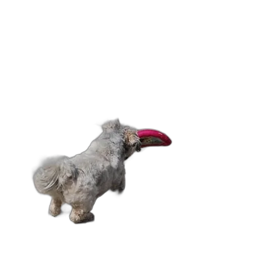 animal, creature, staff, hair transparent PNG cut-out
