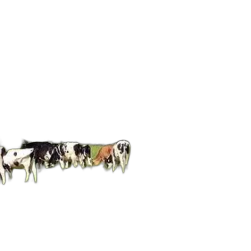 animal, staff, weapon, food transparent PNG cut-out