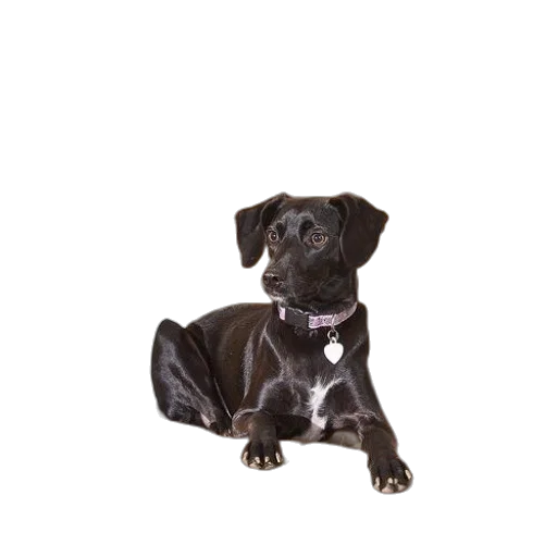 staff, animal, jewelry, photorealistic transparent PNG cut-out
