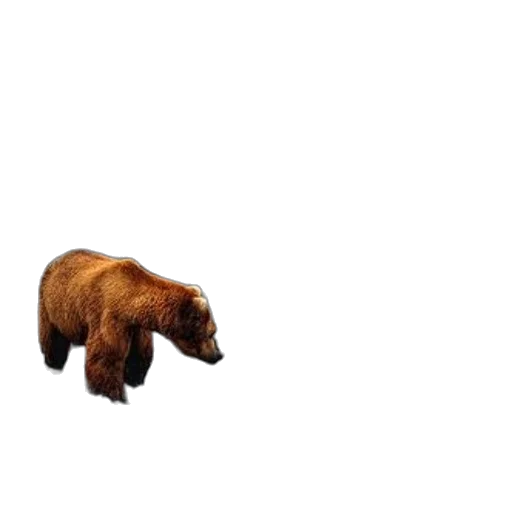 animal, creature, staff, furniture transparent PNG cut-out