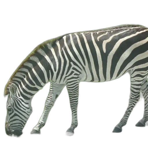 animal, creature, weapon, hat transparent PNG cut-out