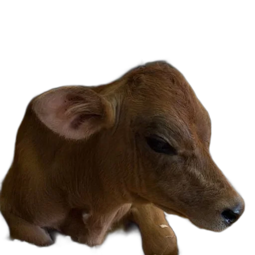 animal, creature, face, food transparent PNG cut-out