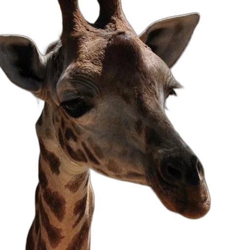 animal, creature, face, staff transparent PNG cut-out