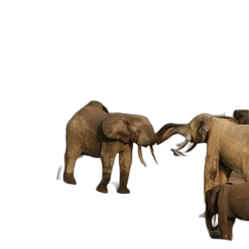 animal, 3d render, concept art, photorealistic transparent PNG cut-out