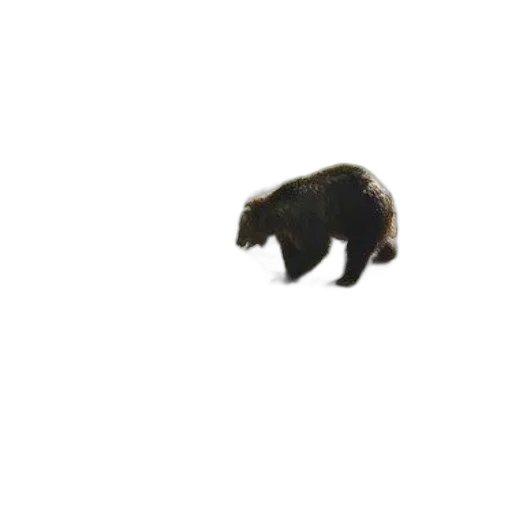 animal, creature, weapon, food transparent PNG cut-out