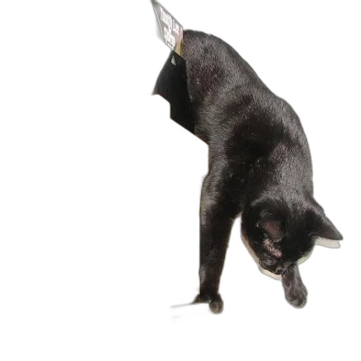 animal, staff, creature, hat transparent PNG cut-out