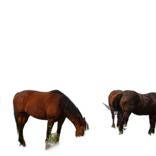 animal, food, creature, furniture transparent PNG cut-out