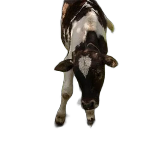 animal, staff, creature, face transparent PNG cut-out