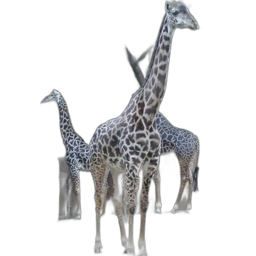 animal, creature, dragon, staff transparent PNG cut-out