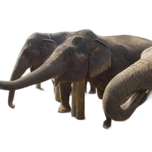 animal, 3d render, photorealistic, concept art transparent PNG cut-out