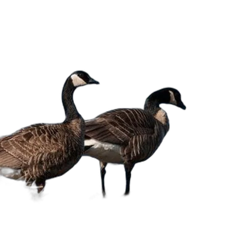 animal, creature, jacket, furniture transparent PNG cut-out
