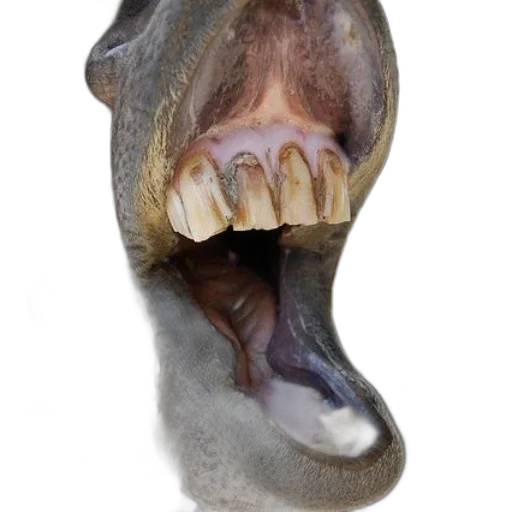 animal, creature, mask, face transparent PNG cut-out