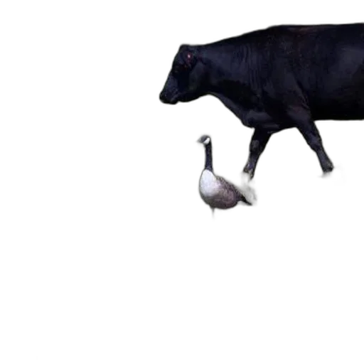 animal, food, creature, weapon transparent PNG cut-out