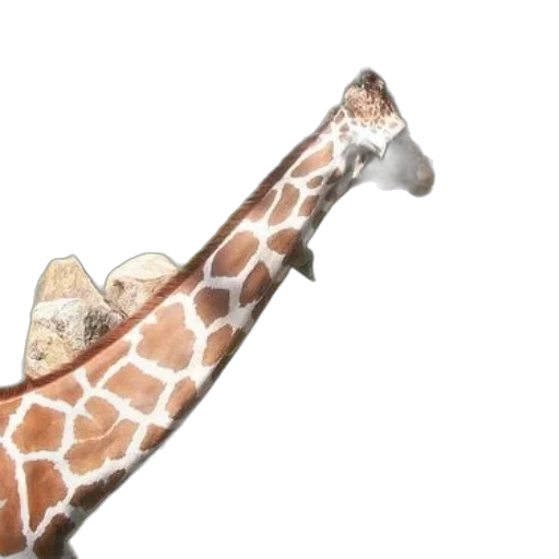 animal, shoes, umbrella, weapon transparent PNG cut-out