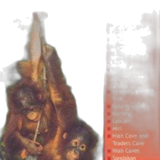 animal, creature, staff, food transparent PNG cut-out