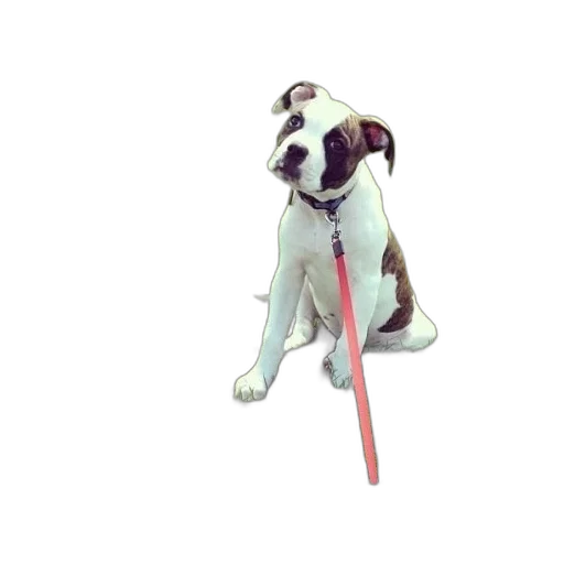 staff, animal, creature, weapon transparent PNG cut-out