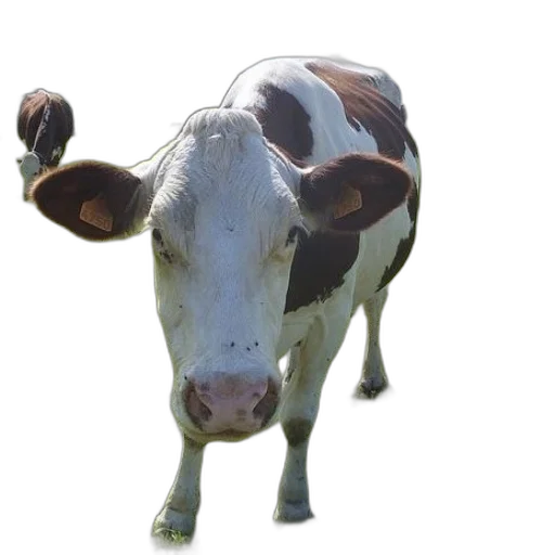 animal, face, creature, mask transparent PNG cut-out