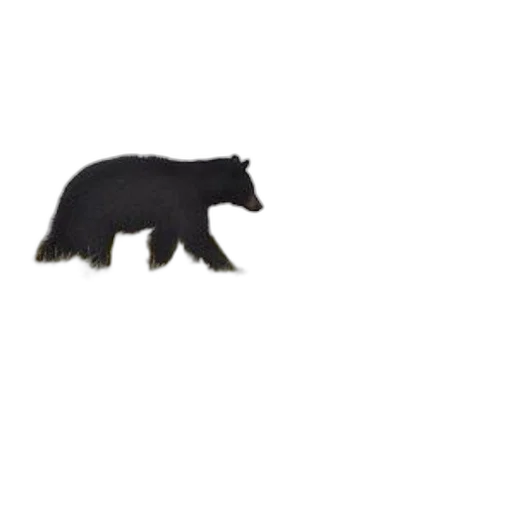 animal, creature, weapon, furniture transparent PNG cut-out