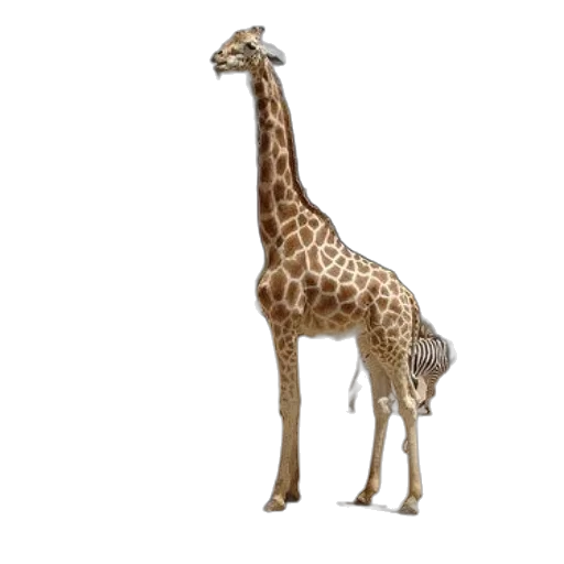 animal, creature, staff, dress transparent PNG cut-out