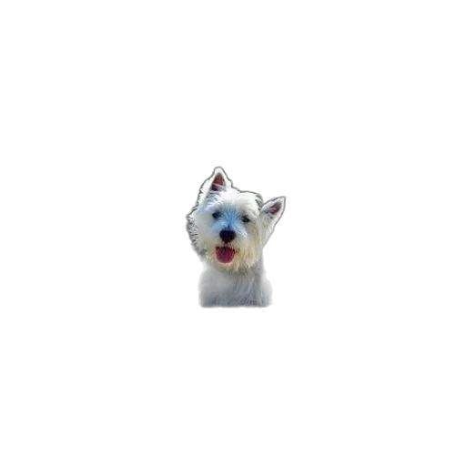 animal, creature, staff, face transparent PNG cut-out