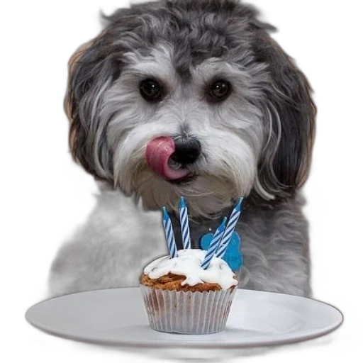 food, cute, dog, licks transparent PNG cut-out