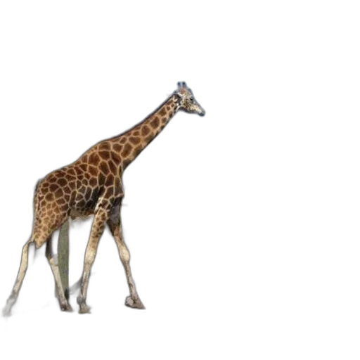 animal, creature, staff, weapon transparent PNG cut-out
